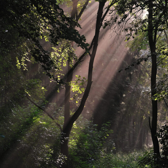 Sonnenstrahlen die auf den Löwe-Pfad scheinen
