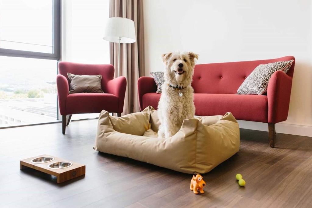 Ein Hundebett im Wohnbereich der Suite im Chester Hotel Heidelberg